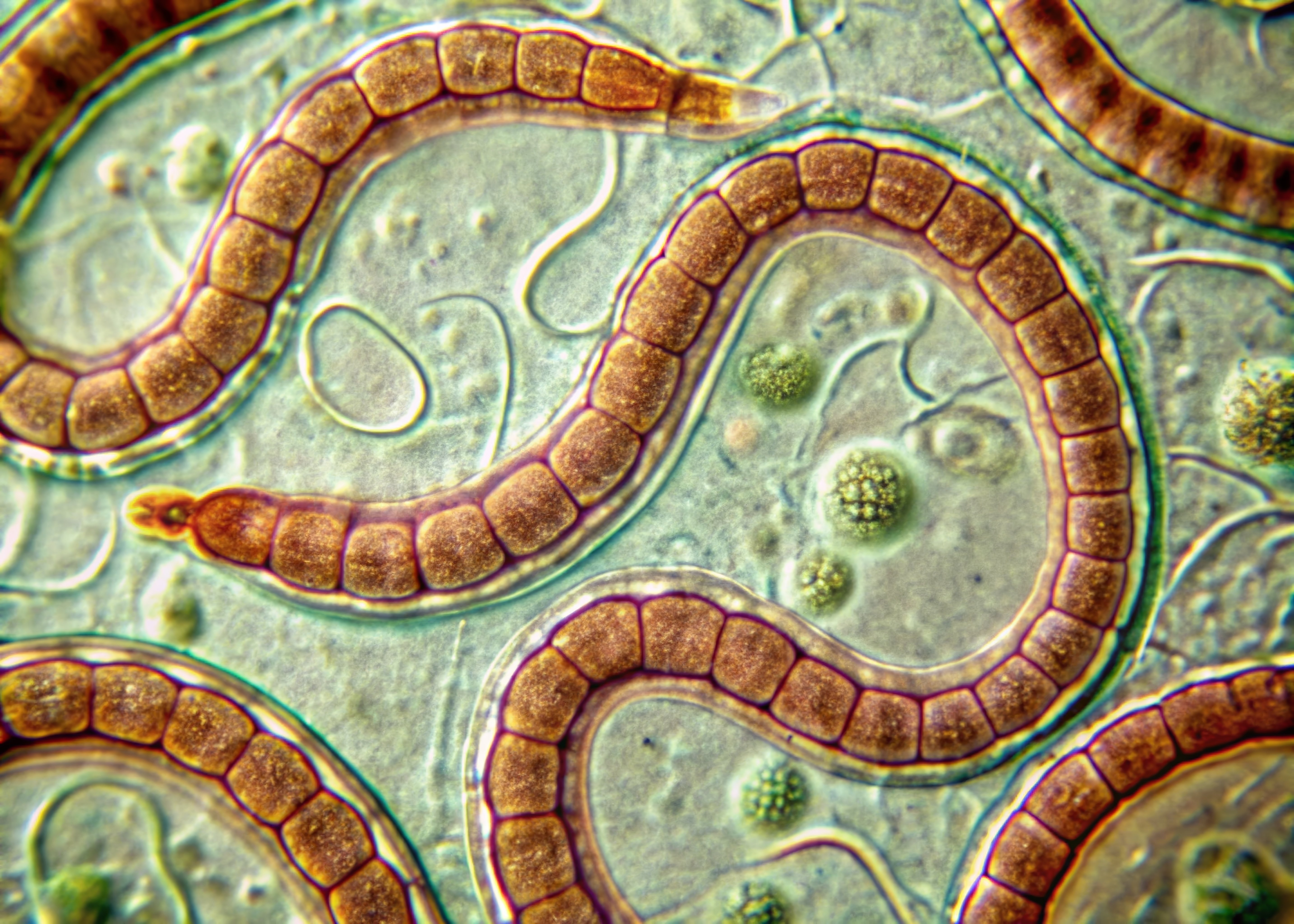 What is the tapeworm diet and why is it so dangerous?